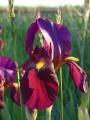 Reddish-Purple Iris at Sunset