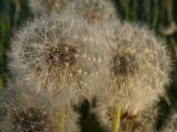 Dandelion Spheres