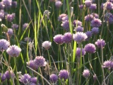 Field of Chives