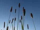 Grass Spires