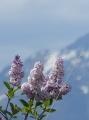 Lilacs in the Mountains