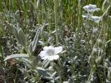 Silvery Blossoms