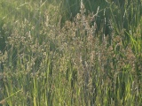 Light Limned Grasses