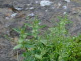 Streamside Plants