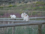 Cats on Fences