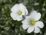 Pair of White Flowers