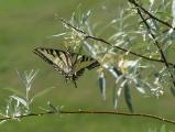 Swallowtail Butterfly