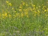 Yellow and Purple Wildflowers
