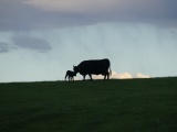 Cow and Calf