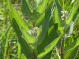 Milkweed Buds