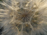 Goatsbeard Geometries