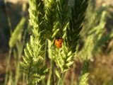Ladybug in the Grass