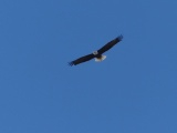 Eagle Above