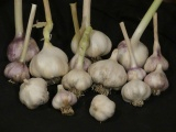 Garlic Harvest