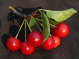 Cherries