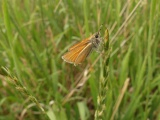 Little Orange Butterfly