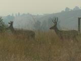 Deer in the Smoke