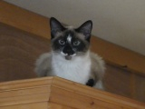 Cat on a Cabinet