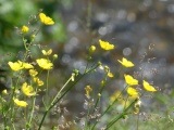 Buttercups and Grasses