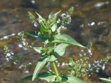 Little Purple Flowers by a Stream