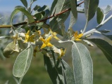 Flowering Branch