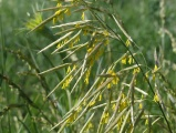 Series of Yellow Flowers