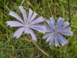 Pair of Chicory Flowers