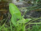 Arrowhead Leaf