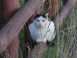 Visiting Cat on the Fence