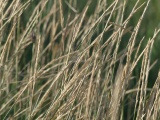 Dry Seedheads