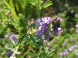 Light Purple Flowers