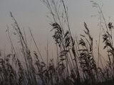 Dusk Grasses