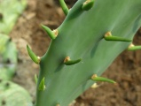 Cactus Close Up