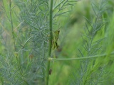 Grasshopper in a Miniature Forest