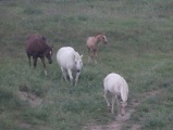 Horses in Evening Twilight