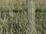 Gridwork and Grasses