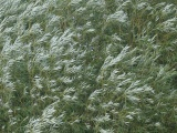 Texture of Willow Branches