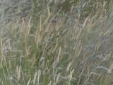 Texture of Grasses