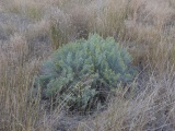 Solitary Sagebrush