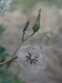 Tiny Parachutes