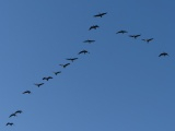 Geese Flying South in August