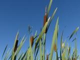 A Patch of Cattails