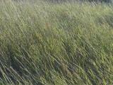 Diagonal Grasses