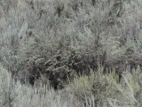 Sagebrush Vista