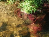 Ripples among Aquatic Plants