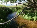 Branches over the Stream