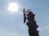 Solar Mantis