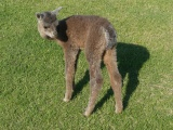 Rose Grey Baby Alpaca