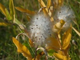 Milkweed Seeds