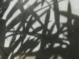 Plant Shadows